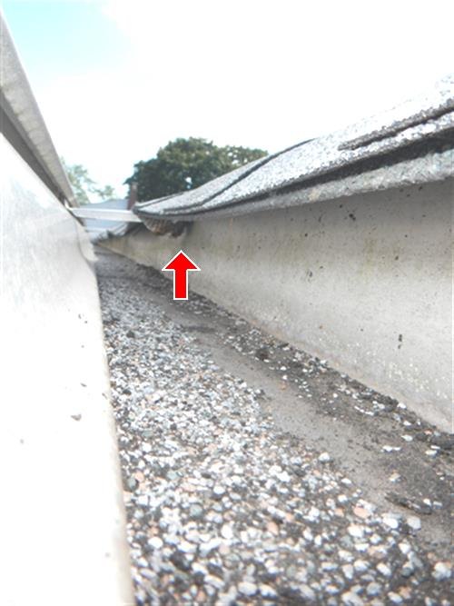View along a gutter with a red arrow pointing to a hornets nest under the shingle edge above.