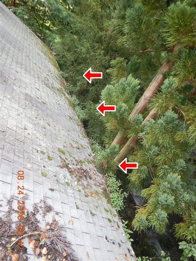 Moss-covered asphalt shingle roof edge with red arrows at overhanging evergreen branches