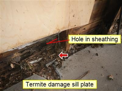 Wood sill plate and sheathing at a wall base, labelled termite damage and hole in sheathing, with a red arrow.