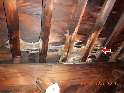 Attic rafters and framing with dark moisture staining, one area arrowed.