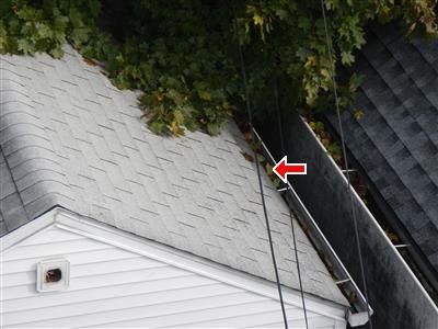 Shingle roof edge with gutter packed full of leaves beneath overhanging branches, red arrow