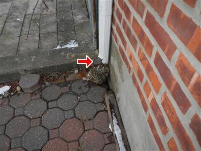White downspout ending near ground level beside a brick wall, red arrow at the discharge point.