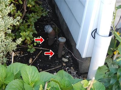 Two rusted oil fill and vent pipes in a garden bed beside a white-sided wall and a leader pipe, marked with two red arrows.