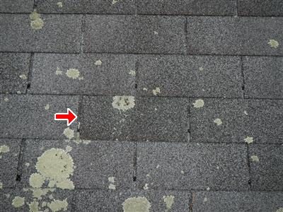 Close view of grey asphalt shingles spotted with pale lichen growth, red arrow at one shingle.
