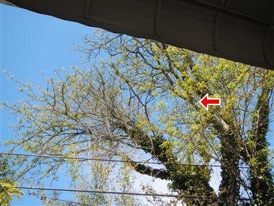 Large tree limbs overhanging a roof edge near utility wires, red arrow at a branch