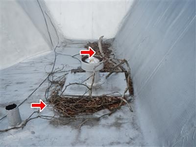Grey flat roof corner with a vent cap, branches and debris piled against the parapet, two red arrows.