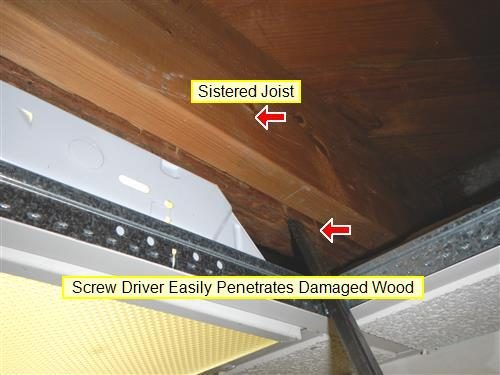 Sistered wood joist above a ceiling grid with a screwdriver in damaged wood, labelled by the report, two red arrows.