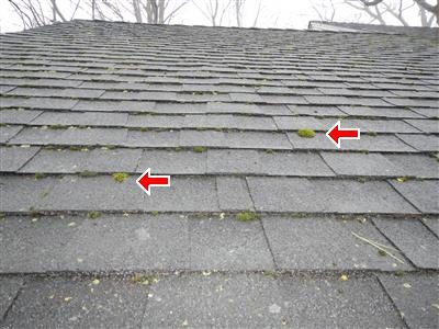 Asphalt shingle roof with patches of green moss and two red arrows pointing to them.