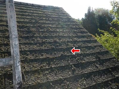 Steep shingle roof covered in green and black growth with a red arrow pointing at the surface.