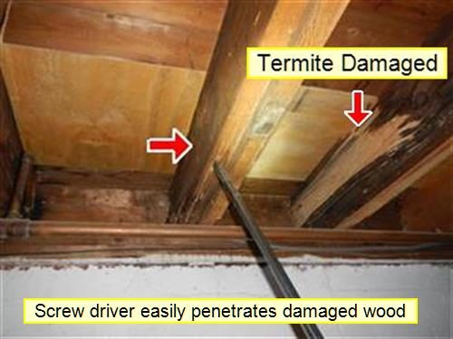 Basement floor joist with a screwdriver pushed into the wood; report labels read Termite Damaged with red arrows.