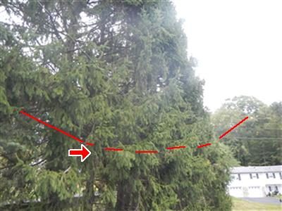 Large evergreen tree with an overhead electric service line traced by a red dashed line through its branches.