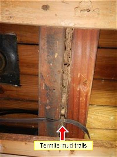 Termite mud tubes running along wood framing, labelled in the inspection photograph.