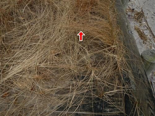 Dry beach grass and soil covering wooden bulkhead decking next to a timber post, marked by a red arrow.