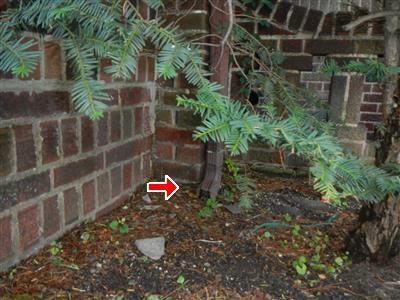 Leader pipe running down a brick wall into ivy and mulch beside shrubs, marked with a red arrow.