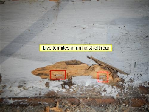 Chewed, honeycombed wood on a painted rim joist with two red boxes marking live termites.