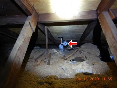 Attic rafters and loose-fill insulation with a red arrow pointing at a flexible exhaust hose.
