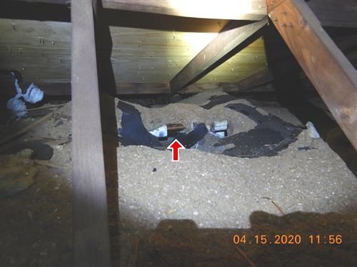 Bare copper pipes exposed in attic insulation between rafters, red arrow pointing at the pipes.
