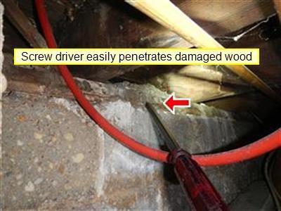 Screwdriver pushed into a damaged wood sill plate on top of a foundation wall, with a red arrow and a label about the probe.