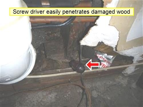 Basement wall base near a white waste pipe with a screwdriver in damaged wood, labelled by the report, red arrow.