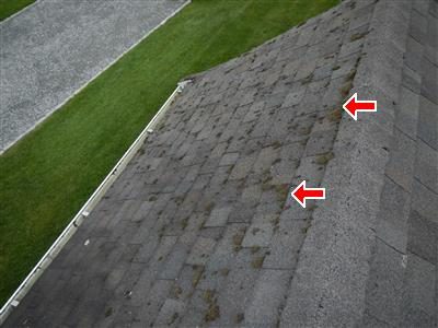 Grey shingle roof slope seen from above with scattered patches of green growth and two red arrows pointing at them.