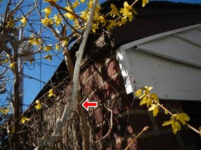 Forsythia branches growing up against a brick garage wall and fascia board, red arrow at the eave.
